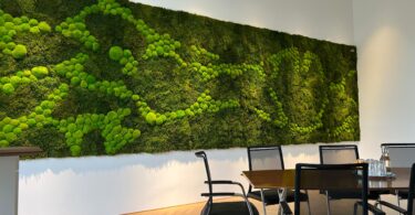 WildesMoos bei Münze Österreich